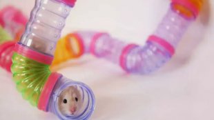 hamster granny tube